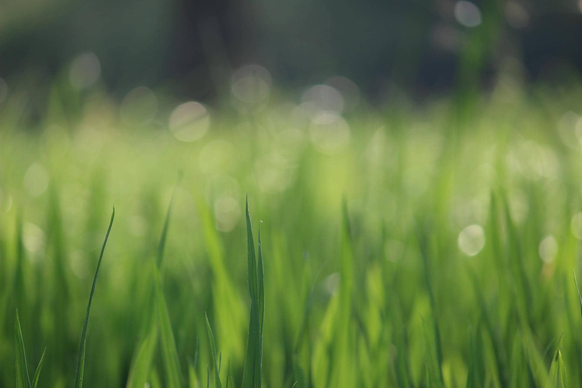 Bg Grasses